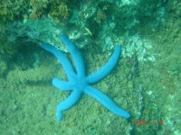 image of starfish