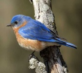 image of bluebird