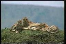 image of animal