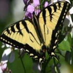 image of animal