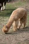 image of alpaca #18