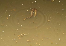 image of water_snake
