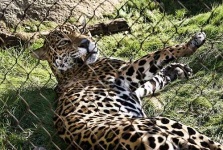 image of jaguar_car