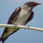 image of bird