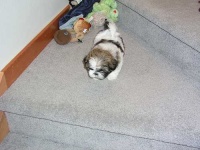 image of shih_tzu
