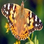 image of animal