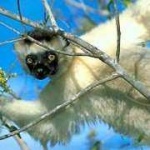 image of indri