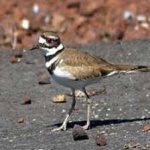 image of bird