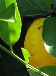 image of lemon #1