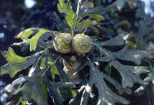 image of acorn