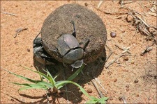 image of dung_beetle