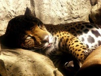 image of jaguar_car