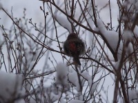 image of house_finch