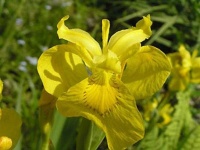 image of yellow_iris #7