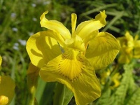 image of flower