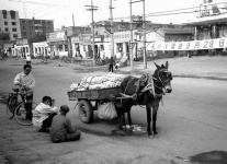 image of horse_cart #7