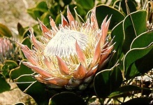 image of flower
