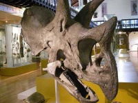 image of triceratops