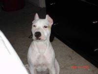 image of american_pit_bull_terrier #6