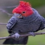 image of bird