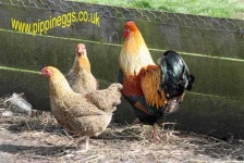 image of partridge