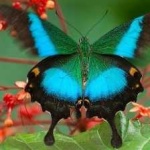 image of banded_butterfly #39