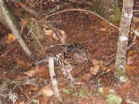 image of grouse #5