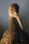image of limpkin