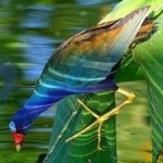 image of bird