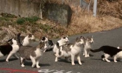 image of feral_cats