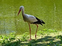 image of stork