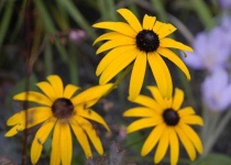 image of flower