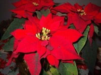 image of poinsettia #34