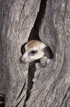 image of meerkat
