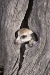 image of meerkat #24