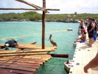 image of pelican