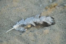 image of quill