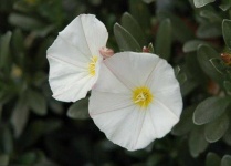 image of flower