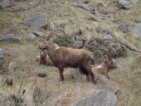 image of ibex