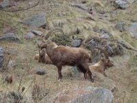 image of ibex #17