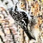 image of bird