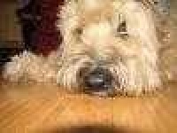 image of soft_coated_wheaten_terrier