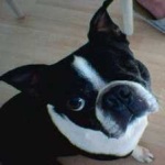 image of animal