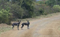 image of african_hunting_dog