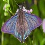 image of animal
