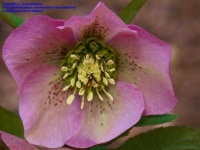image of flower
