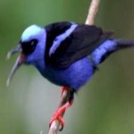 image of bird