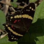 image of banded_butterfly #155