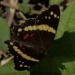 image of animal