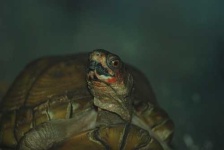 image of box_turtle